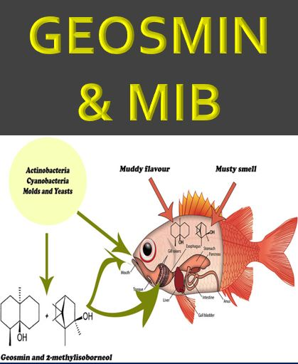 Hạn chế Geosmin và MIB-2 bằng Ozone Nanobubbles