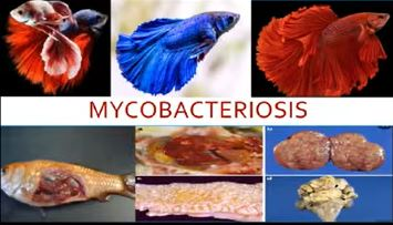 Hạn chế mycobacteria bằng vi bọt khí Ozone Nanobubbles