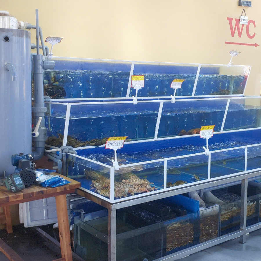 Mực chuyển màu trong trở lại sau 15 phút ở hệ thống dưỡng hải sản