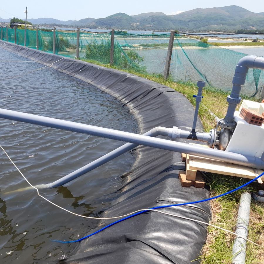 Nakashima vi bọt mịn và Protein Skimmer cho ao tôm Sông Cầu Phú Yên : ít nước thay mới và thời tiết nắng nóng 