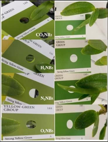 Oxygen Nanobubbles cho trồng hoa lan