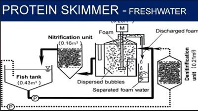 Protein Skimmer nước ngọt cho hệ nuôi cá chình tuần hoàn