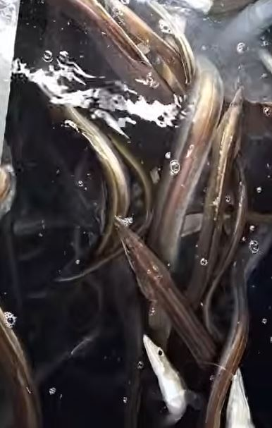 Tăng tỷ lệ sống nhờ vi bọt mịn cho cá chình biển trong khoang hầm chứa cá của tàu đánh bắt