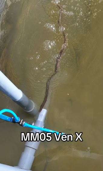 Ven X MM05 và ống sủi khí trong bể nuôi cá chình