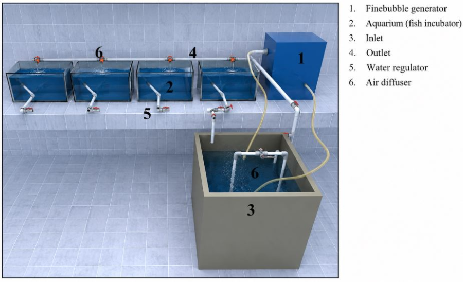 Vi bọt mịn giúp giảm lượng vi khuẩn và tăng tỷ lệ sống trong ương nuôi cá tra giống